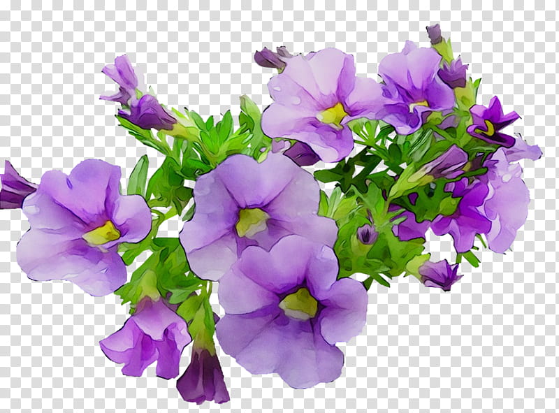 Flowers, Annual Plant, Primrose, Plants, Violet, Purple, Petal, Lavender transparent background PNG clipart