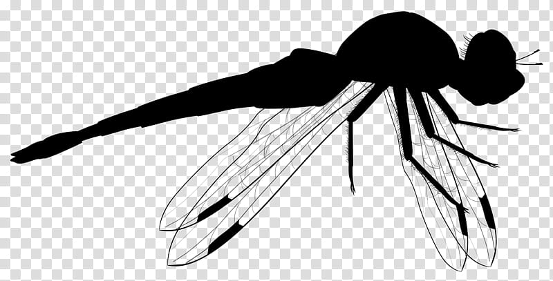 Insect Line Art, Pest, Pollinator, Membrane, Black M, Wing, Blackandwhite, Membranewinged Insect transparent background PNG clipart