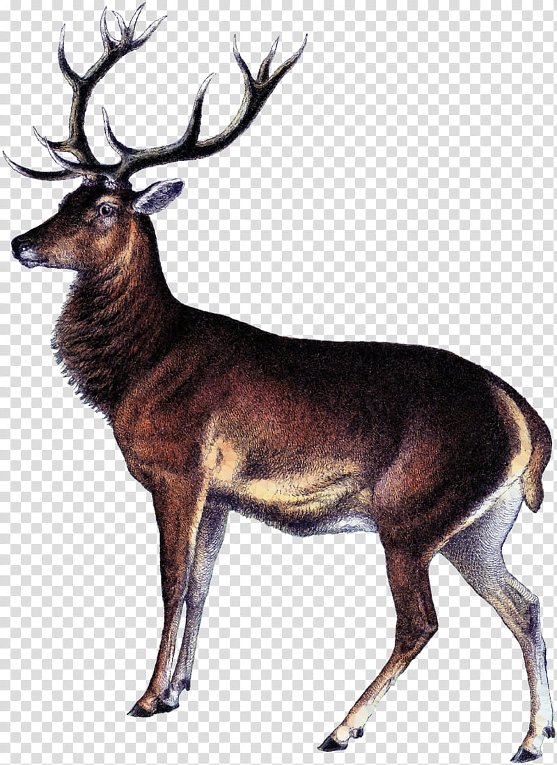 Red Tree, Whitetailed Deer, Elk, Reindeer, Deer Hunting, Antler, Putti Fine Furnishings, Seneca White Deer transparent background PNG clipart