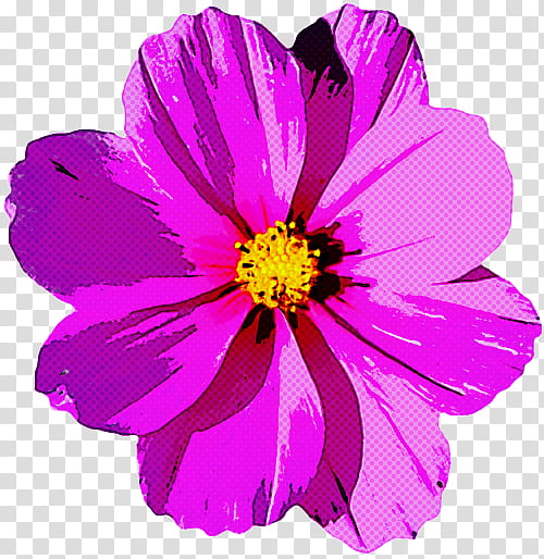flower petal violet plant purple, Pink, Cosmos, Daisy Family, Magenta transparent background PNG clipart