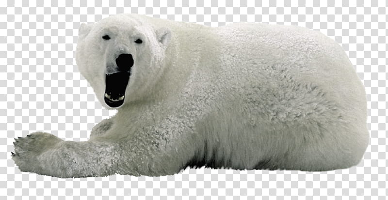 Polar Bear, Polar Bears, Brown Bear, Animal, Wolf, Snout transparent background PNG clipart