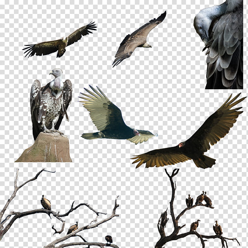 Vultures, black bald eagle transparent background PNG clipart