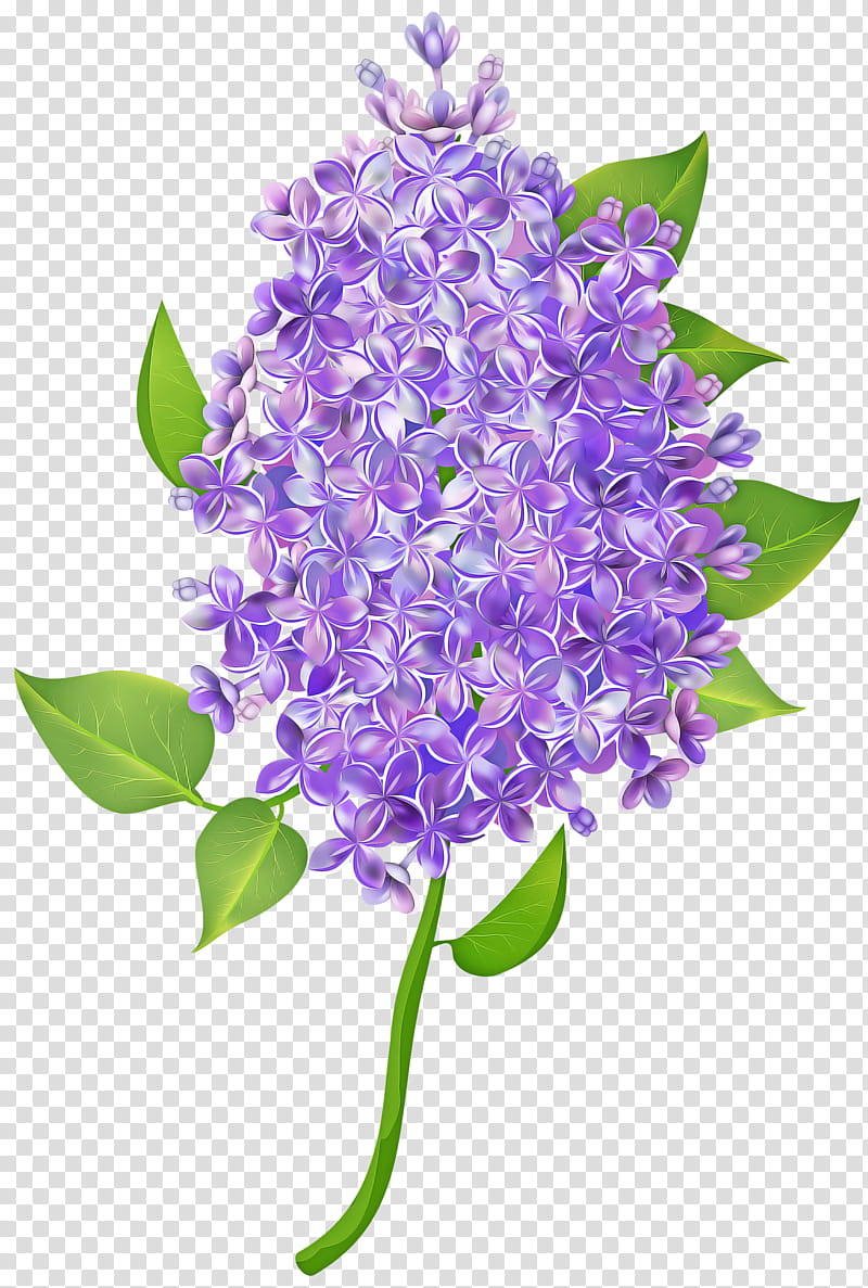 Lavender, Lilac, Purple, Violet, Flower, Plant, Flowering Plant, Pontederia transparent background PNG clipart