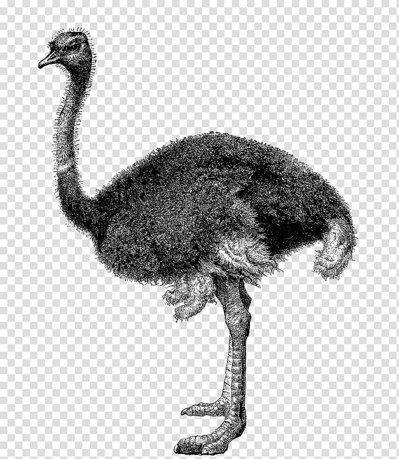 Bird, Common Ostrich, Ostriches, Greater Rhea, Emu, Drawing, Animal, Rheas transparent background PNG clipart