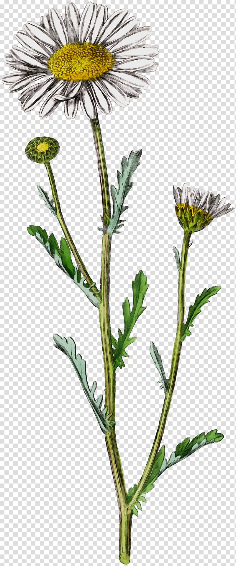 Golden, Oxeye Daisy, Sow Thistles, Dandelion, Roman Chamomile, Golden Samphire, Plant Stem, Subshrub transparent background PNG clipart