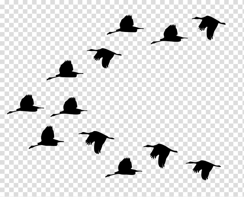 Bird Silhouette, Duck, Bird Migration, Goose, Mallard, Flight, Animal Migration, V Formation transparent background PNG clipart