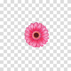 Shoujo, pink Gerbera daisy flower in bloom illustration transparent background PNG clipart