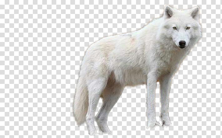 Wolf PNG transparent image download, size: 1024x777px