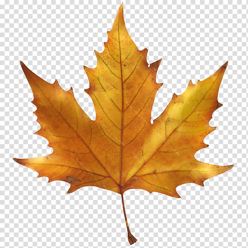 Oak Tree Drawing, Maple Leaf, Sugar Maple, Autumn Leaf Color, Red Maple, Green, Coat Of Arms Of Ontario, Coat Of Arms Of Quebec transparent background PNG clipart