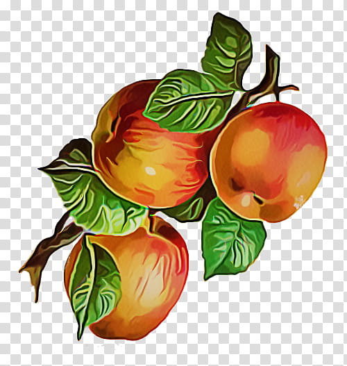 fruit plant food european plum flower, Flowering Plant, Apple, Tree transparent background PNG clipart