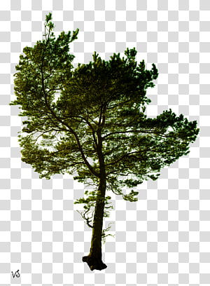Baum Transparent Background Png Clipart Hiclipart