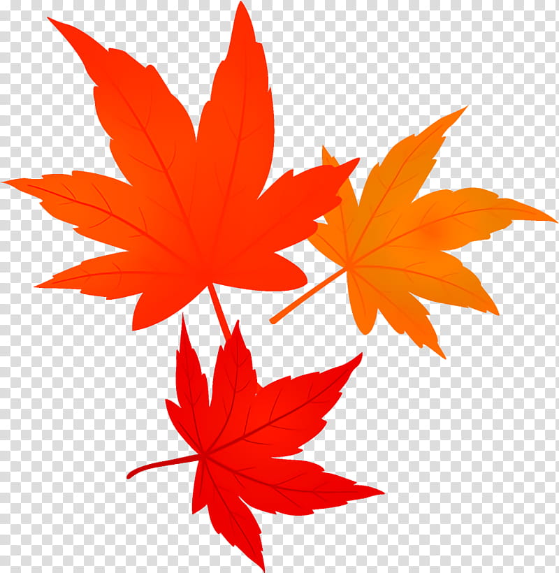 maple leaves autumn leaves fall leaves, Leaf, Maple Leaf, Tree, Red, Woody Plant, Black Maple, Sweet Gum transparent background PNG clipart