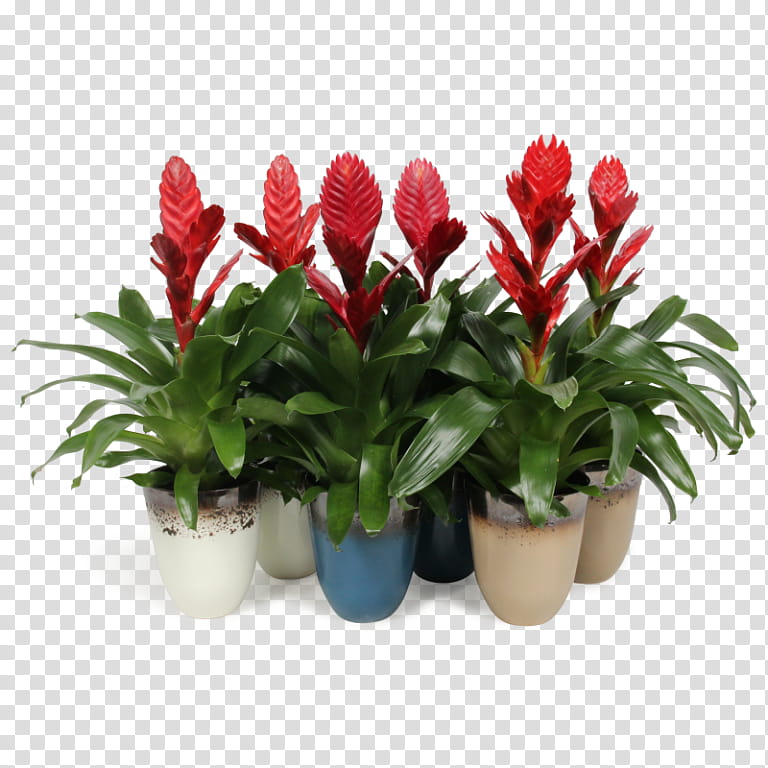 Flowers, Vriesea, Flowerpot, Cut Flowers, Bromeliads, Plants, Houseplant, Artificial Flower transparent background PNG clipart