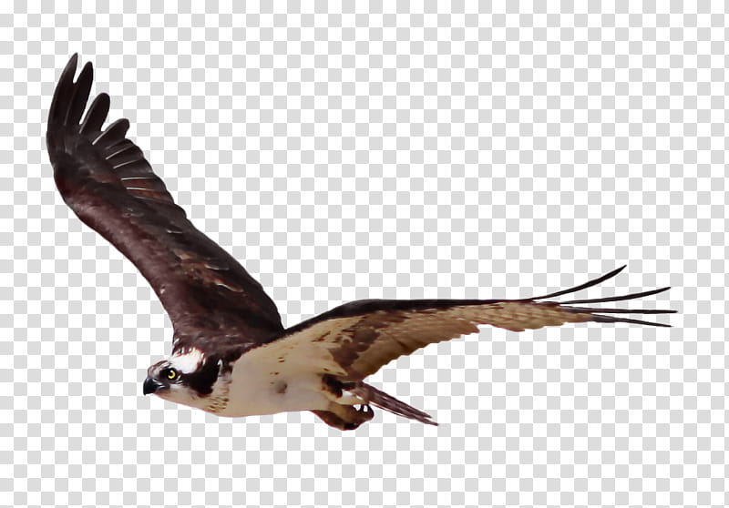 Cutout Osprey , white and black hawk transparent background PNG clipart