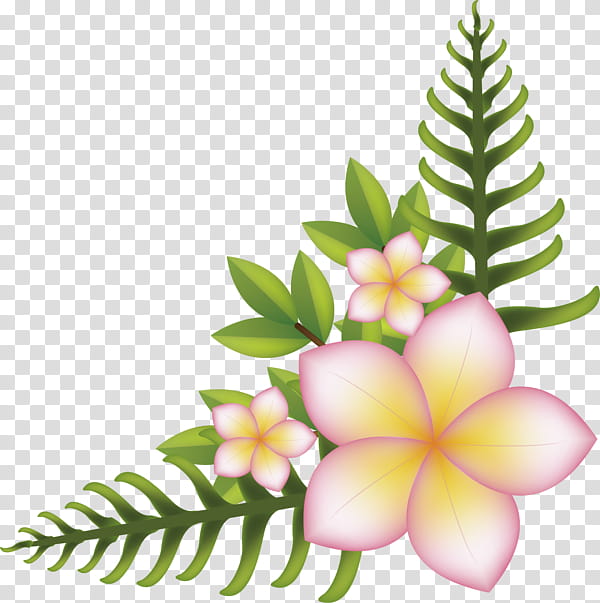 Frangipani Flower, Right Angle, , Plane, Plant, Leaf, Petal, Terrestrial Plant transparent background PNG clipart