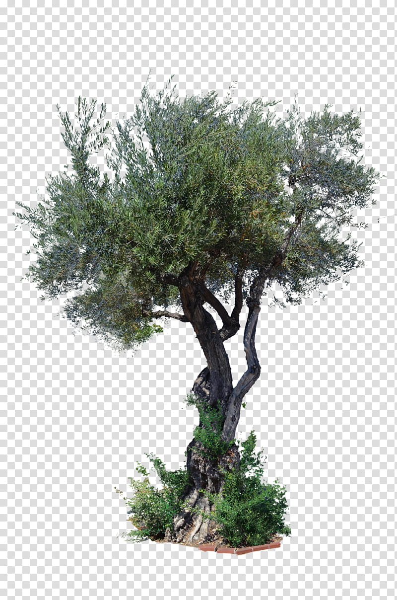 Tree DSC , green leafed tree transparent background PNG clipart