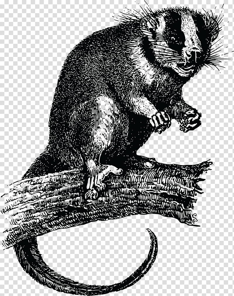 Beaver, Virginia Opossum, Phalangeriformes, Feathertail Glider, Feathertailed Possum, Striped Possum, Black And White
, Raccoon, Procyonidae transparent background PNG clipart