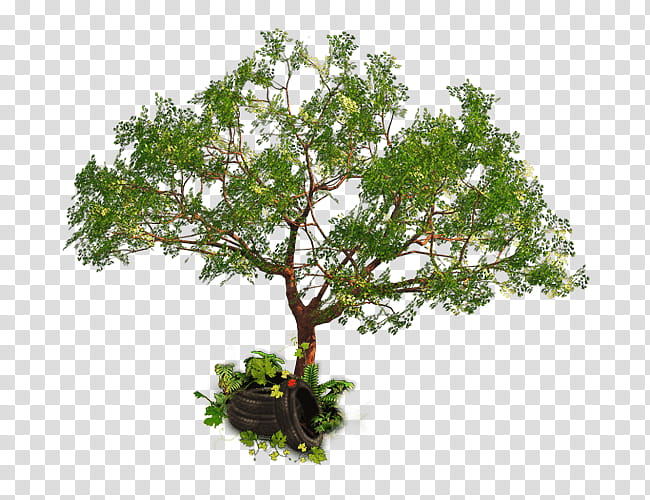 Bonsai Tree, Chinese Sweet Plum, Flowerpot, Shrub, Plant, Branch, Houseplant, Sageretia Theezans transparent background PNG clipart