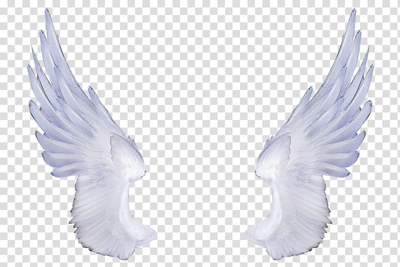 Angel Wings  , white wings illustration transparent background PNG clipart