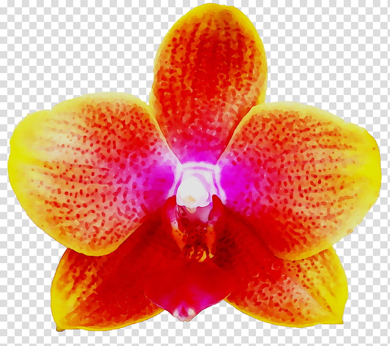 Orchid Flower, Moth Orchids, Cattleya Orchids, Closeup, Orange Sa, Petal, Yellow, Plant transparent background PNG clipart