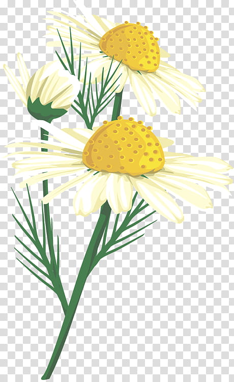 Flowers, Common Daisy, Oxeye Daisy, Chrysanthemum, Roman Chamomile, Floral Design, Cut Flowers, German Chamomile transparent background PNG clipart