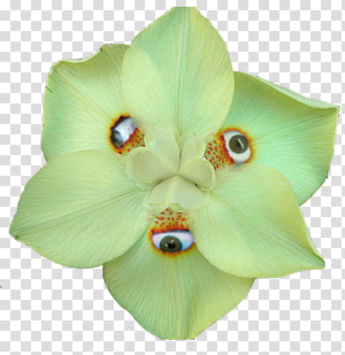 , green iris flower in bloom transparent background PNG clipart