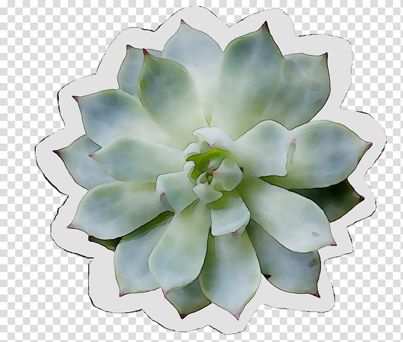 Rose Petal, Flower, White, Echeveria, Plant, White Mexican Rose, Leaf, Pachyphytum transparent background PNG clipart