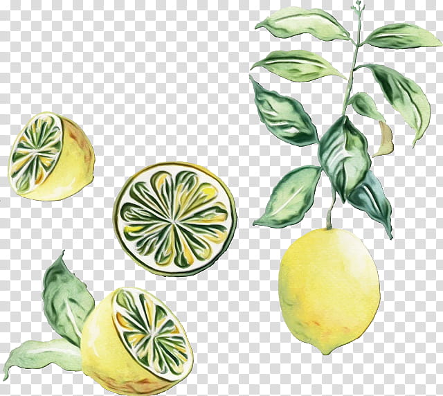 Watercolor Flower, Paint, Wet Ink, Lemon, Lime, Citron, Melon, Vegetable transparent background PNG clipart