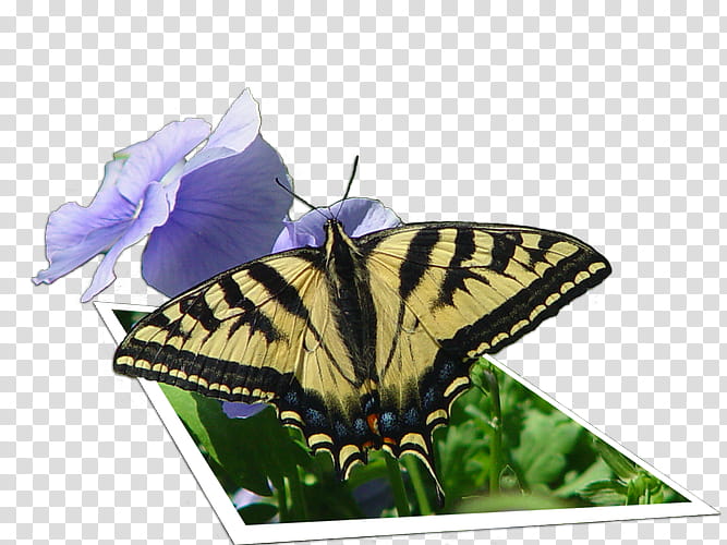 Turtle, Brushfooted Butterflies, Old World Swallowtail, Glasswing Butterfly, Monarch Butterfly, Moth, Eastern Tiger Swallowtail, Swallowtails transparent background PNG clipart