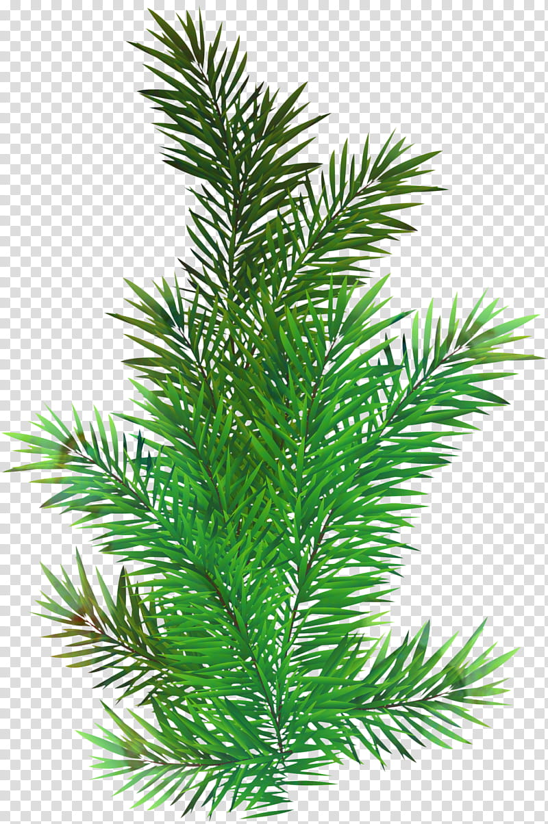 Family Tree, Scots Pine, Fir, Spruce, Conifer Cone, Branch, Pinus Glabra, Conifers transparent background PNG clipart