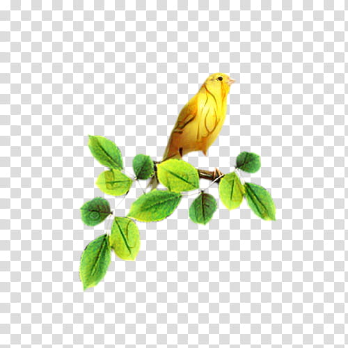 Golden, Beak, Finches, Yellow, Feather, Bird, Atlantic Canary, Songbird transparent background PNG clipart
