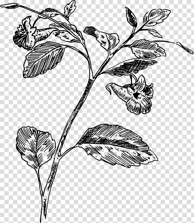 Black And White Flower, Plants, Medicinal Plants, Herbaceous Plant, Anemone  Piperi, Violet, Honeysuckle, Drawing, Plants, Medicinal Plants, Herbaceous  Plant png | PNGWing