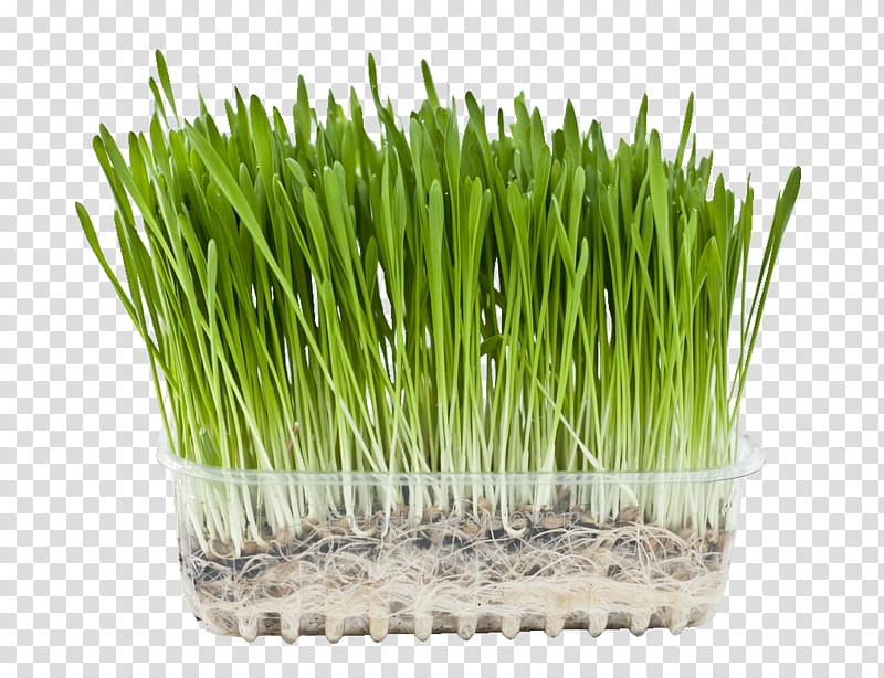 Grass, Barley, Wheatgrass, Juice, Superfood, Health Food, Cereal, Extract transparent background PNG clipart