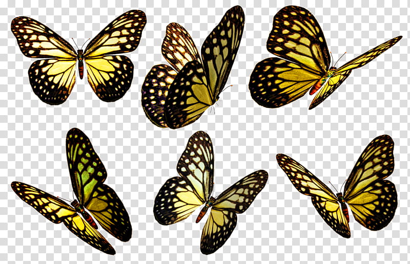 Butterflies  , six black-and-yellow butterflies transparent background PNG clipart