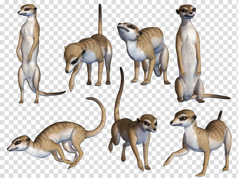Meerkats, brown and white animal illustration transparent background PNG clipart
