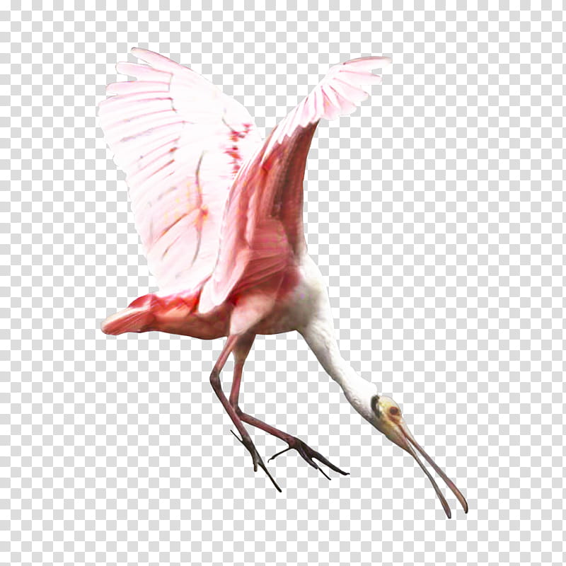 Pink Flamingo, Bird, Crane, Beak, Feather, Ibis, Neck, Greater Flamingo transparent background PNG clipart