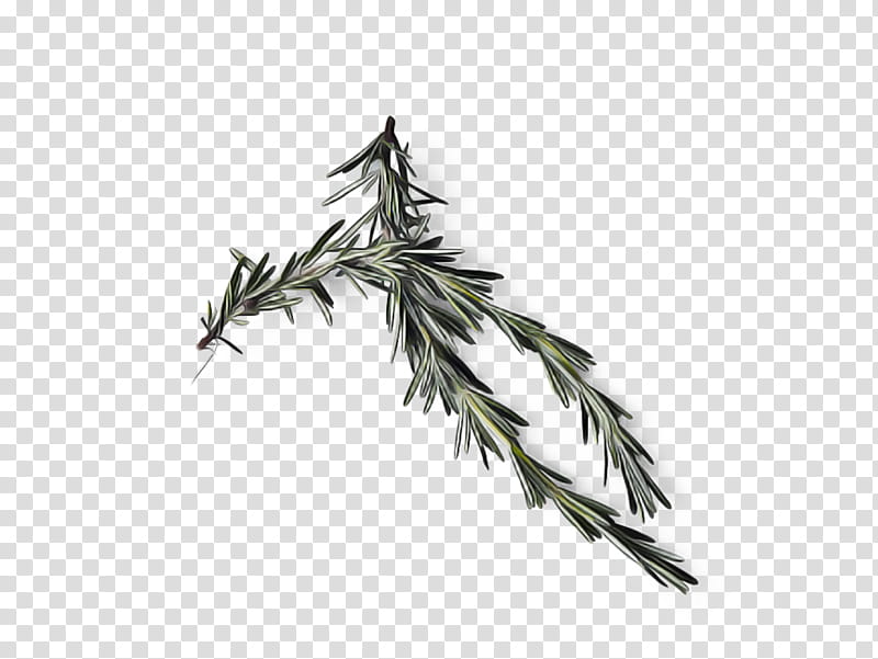 Feather, Leaf, Tree, Plant, White Pine, American Larch, Metal transparent background PNG clipart
