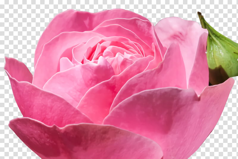 Pink Flower, Rose, Bloom, Blossom, Flora, Desktop , Pexels, Garden Roses transparent background PNG clipart