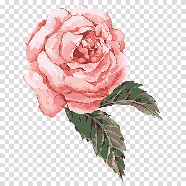 Watercolor Pink Flowers, Still Life Pink Roses, Watercolor Painting, Floral Design, Drawing, Garden Roses, Floribunda, Plant transparent background PNG clipart