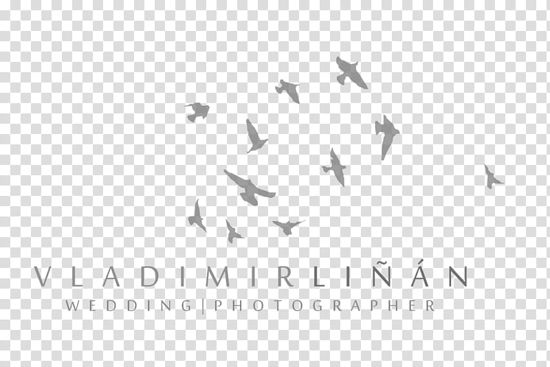 Bird Line Drawing, Feather, Tattoo, Taraxacum Sect Ruderalia, Idea, Symbol, Flock, Bird Feeders transparent background PNG clipart