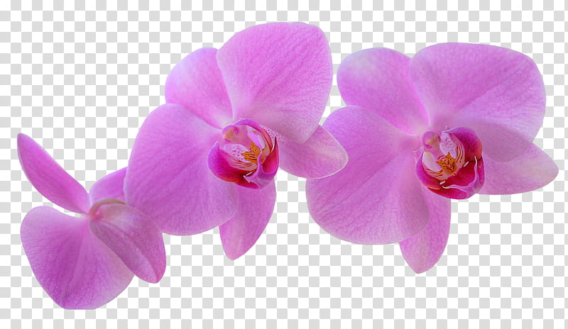 Pink Flowers, Orchids, Cattleya Orchids, Cooktown Orchid, Cut Flowers, Plants, Aidipsos, Phalaenopsis Equestris transparent background PNG clipart