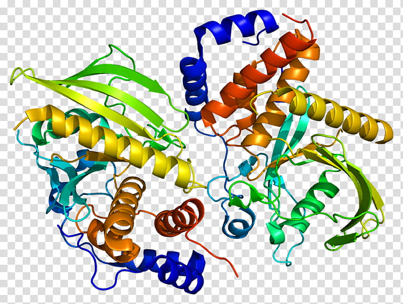 Ptpn9 Text, Protein Tyrosine Phosphatase, Human, Ptpn1, Protein Phosphatase, Gene, Enzyme, Nonreceptor Tyrosine Kinase transparent background PNG clipart