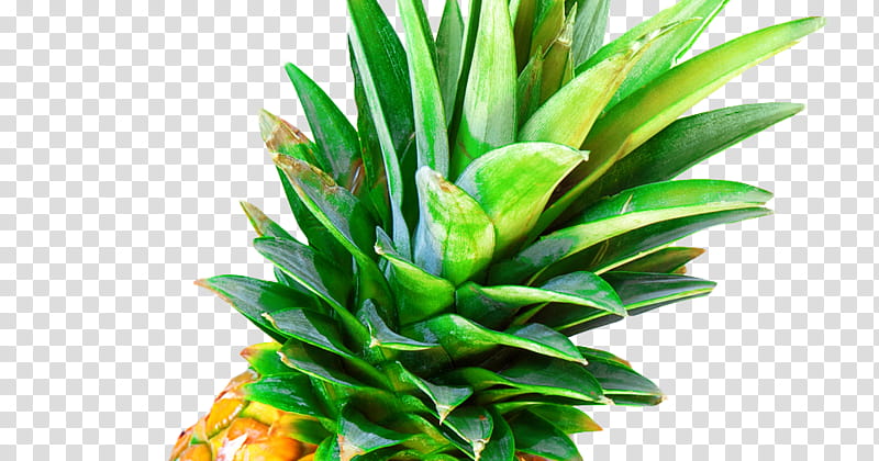 Hawaii Flower, Pineapple Bun, Pineapple Cake, Juice, Food, Pineapple Juice, Punch, Fruit transparent background PNG clipart