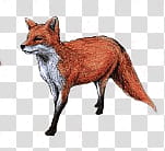 , orange fox illustration transparent background PNG clipart