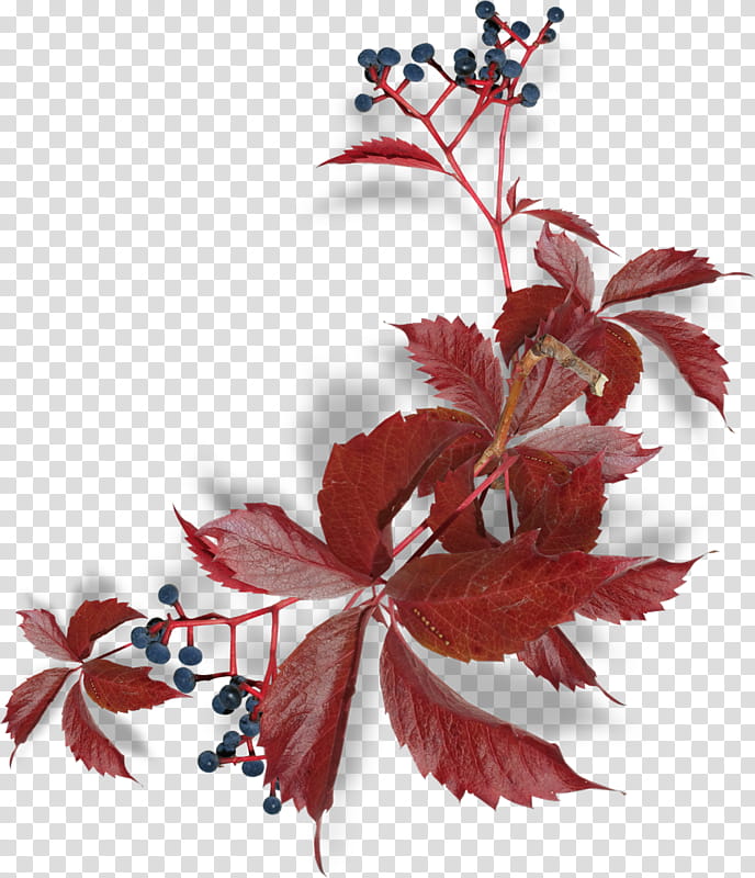 Family Tree Design, Leaf, Branch, Petal, Floral Design, Flower, Frames, Autumn transparent background PNG clipart