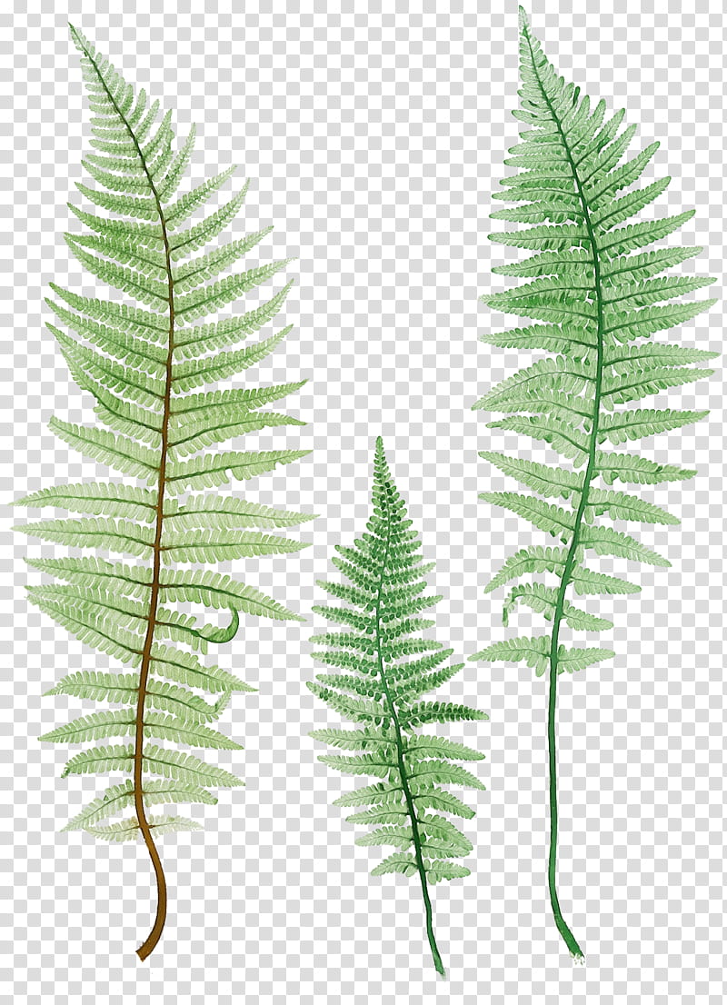 Watercolor Flower, Paint, Wet Ink, Fern, Ostrich Fern, Common Ostrich, Terrestrial Plant, Plants transparent background PNG clipart