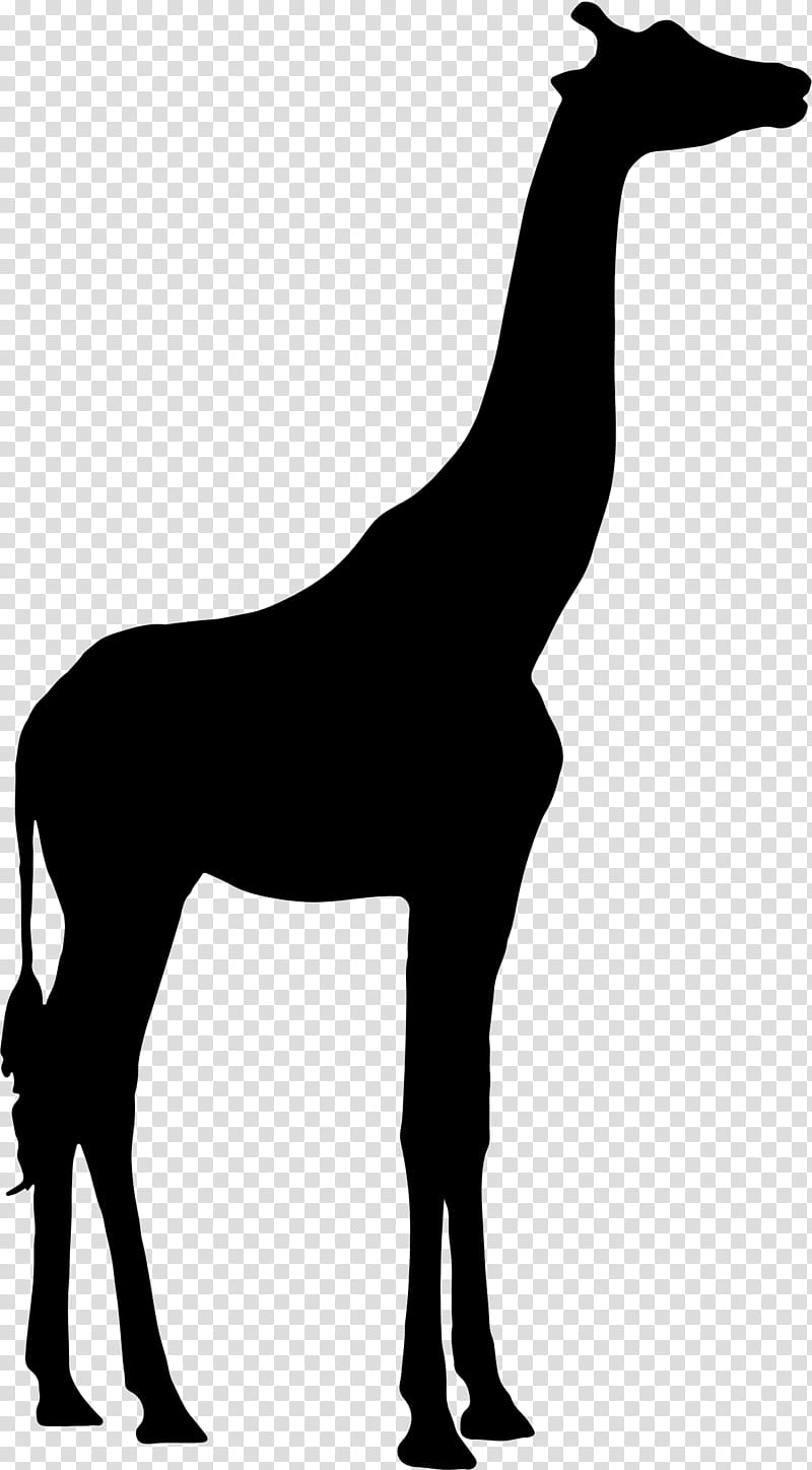 Lion, Northern Giraffe, West African Giraffe, Silhouette, Animal, Horse, Animal Figure, Mane transparent background PNG clipart