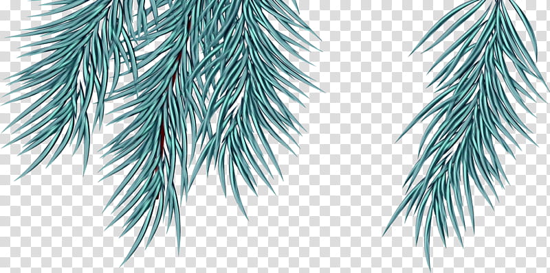 white pine tree oregon pine branch colorado spruce, Watercolor, Paint, Wet Ink, Woody Plant, Red Pine, Leaf transparent background PNG clipart