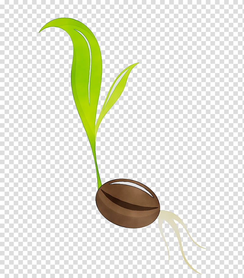 Grass Flower, Germination, Seed, Root, Leaf, Plant Stem, Plants, Flowerpot transparent background PNG clipart