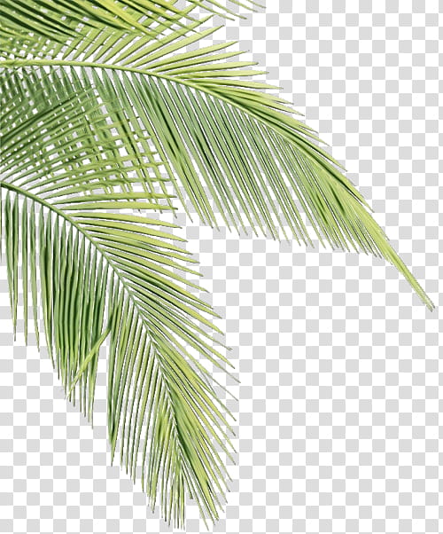 Palm tree, Watercolor, Paint, Wet Ink, Leaf, Plant, Woody Plant, Arecales transparent background PNG clipart